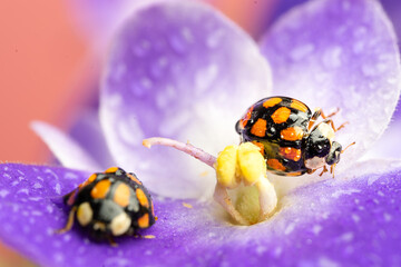 purple violet with orange ladybirds