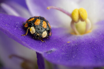 purple violet with orange ladybirds