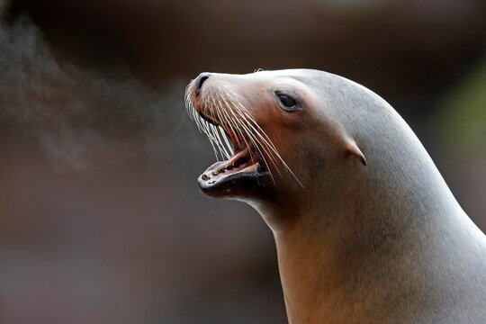 California sea lion (Zalophus californianus), captive, Baden-Wuerttemberg, Germany, Europe
