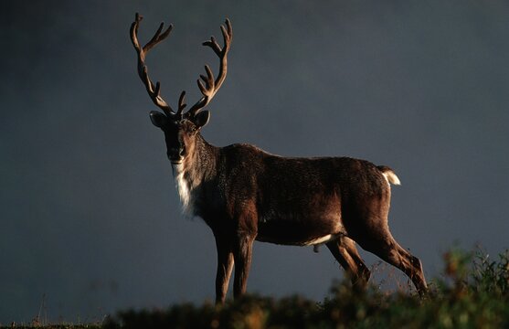 Reindeer, Caribou (Rangifer tarandus), Denali National Park, Alaska
