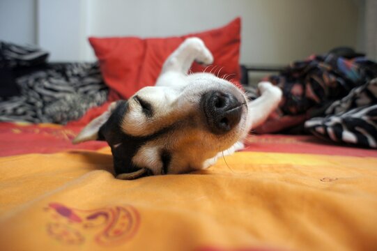 Sleeping Jack Russell