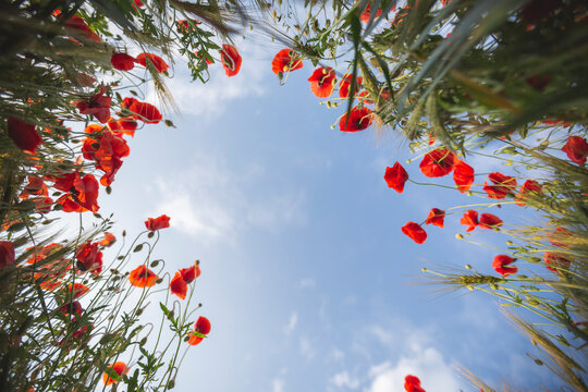 Field of poppy flower against clear sky