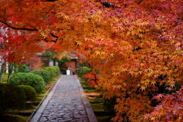 紅葉に染まる京都、一休寺酬恩庵の参道