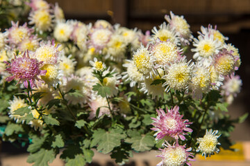 flowers in a garden