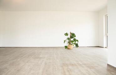 Monstera deliciosa on floor against white wall in new empty house