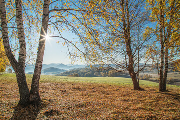 Fototapeta premium Golden autumn, indian summer. Sun rays through the branches. Birch forest and picturesque edge.