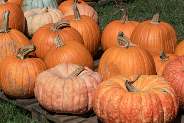 October Pumpkins are for Halloween