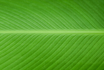 tropical leaves, abstract green leaves texture, nature background