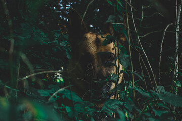Dog in the woods
