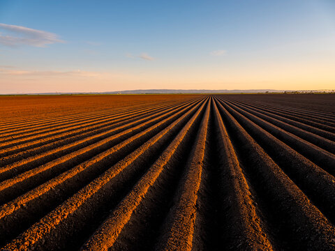 Ploughed field at sunset