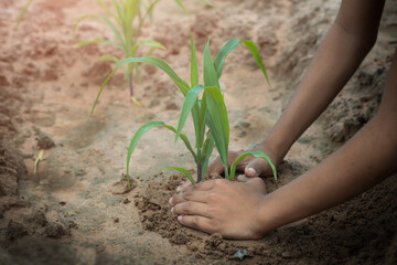 Growing Young Green Corn Seedling Sprouts  in the cultivated agricultural field