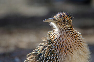 Greater Roadrunner (Geococcyx californianus) portrait