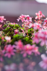 flores rosa con desenfoque