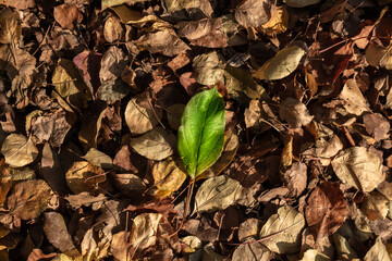 Last green summer leaf on fall faded leaves background. Autumn has come, summer is over concept