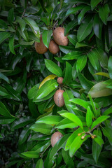 Organic Sapodilla Fruit.Raw sapodilla(Now fruit is not yet ripe)Sapodilla fruit for healthy....