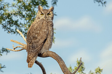 Great Horned Owl (Bubo virginianus) in daylight 