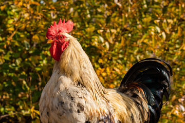 free range rooster portrait at golden hour against blurry green leaves bushes background