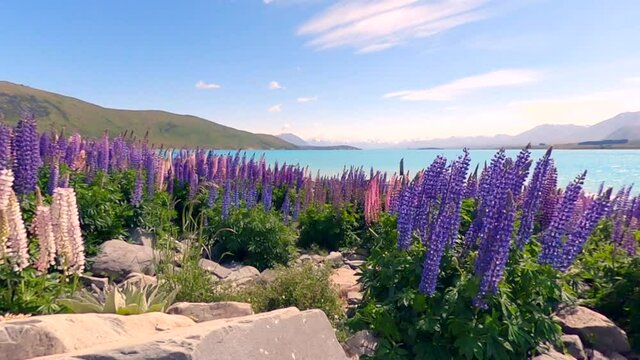 Purple wild flowers waving in the wind in the foreground of lake tekapo and a snow capped mountain range in the back ground (slow motion)