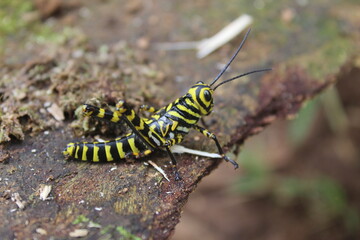 Locust yellow and black