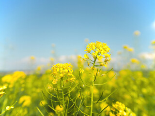 summer photo of a yellow meadow with canola flowers and a blue sky. close up