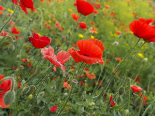 Fototapeta na wymiar lots of red poppies in a summer meadow close-up