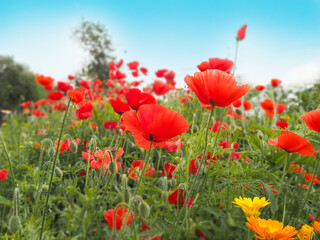 Fototapeta na wymiar summer glade with lots of red rich poppies and blue sky