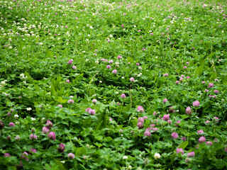 green summer glade full of clover