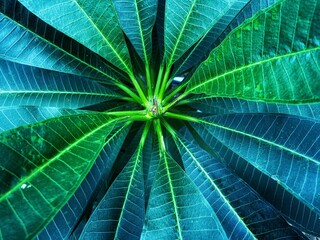 tropical leaves, abstract green leaves texture, nature background