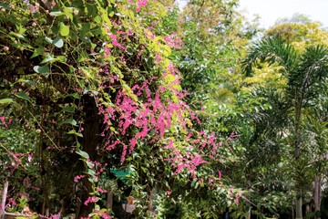 Pink flower on tree in the garden.