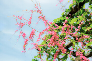 Pink flower on wooden at sky.