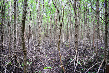 Mangrove Tree, Kungkaben Bay, Mangrove Forest Travel, Chanthaburi Province, Thailand
