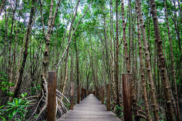 Obraz premium Wooden bridge in mangrove forest Kung Kaben Bay, Mangrove Forest Tourism, Chanthaburi Province, Thailand