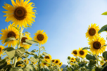 Sunflower with beautiful at sky.