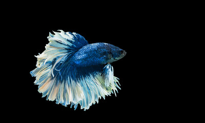 Colourful betta fish,Siamese fighting fish in movement isolated on black background. Capture the moving moment of colourful siamese fighting fish with clipping path.