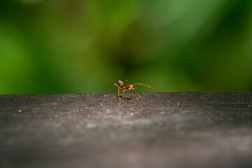 ant on a wood platform , green background