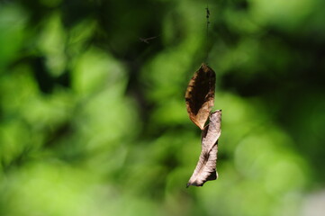 butterfly on a branch
