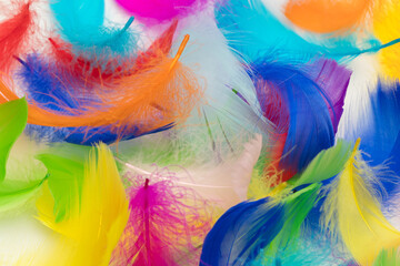 Many colorful feather texture