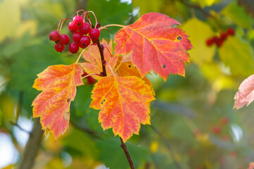 Autumn hawthorn branch with red berries and yellow green leaves on a blury background