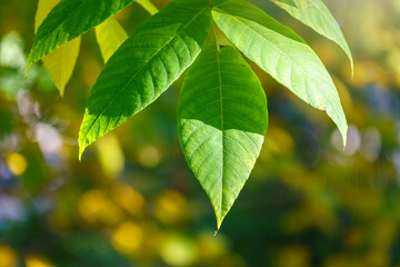Fototapeta na wymiar Green leaves of a bird cherry with blurred background in sunset light.