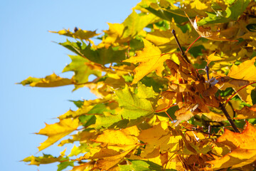 Maple branches with green and yellow leaves in autumn, in the light of sunset.