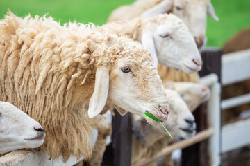 Flock of sheep eating grass in the zoo