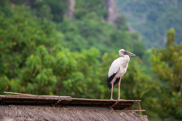 Openbill stork bird long necked perched on the roof on green background