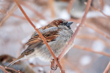 Sparrow sits on a branch without leaves.