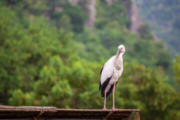 Openbill stork bird long necked perched on the roof on green background