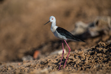 Black-winged stilt (Himantopus himantopus) in summer