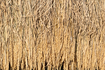 天日干しの稲　稲刈り