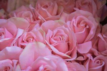 Plastic pink rose vintage background