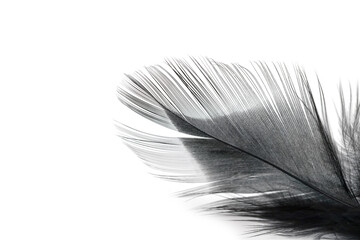 black feather texture