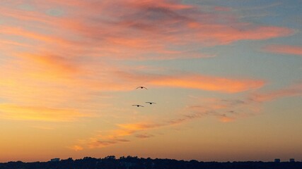 Waterfowl in Flight