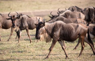 Fototapeta na wymiar The Wildebeest migration on the banks of the Mara River. Every Year 1.5 million cross the Masai Mara in Kenya. 